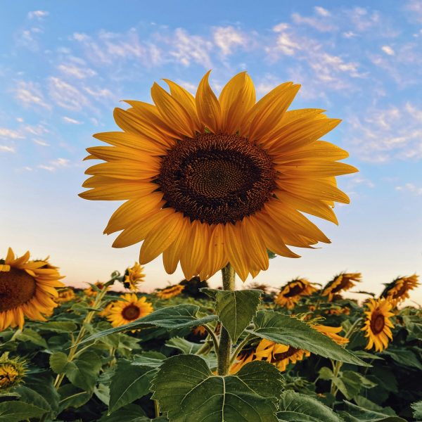SUNFLOWER SPP., - Image 3