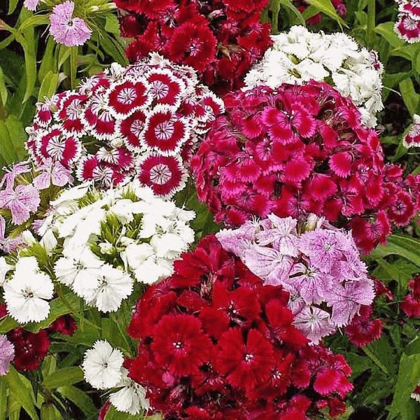 SWEET WILLIAM - Image 4