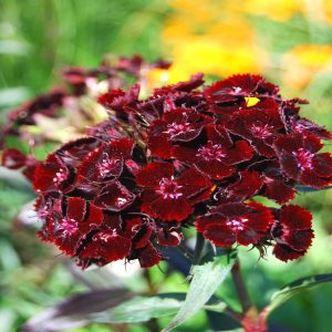SWEET WILLIAM