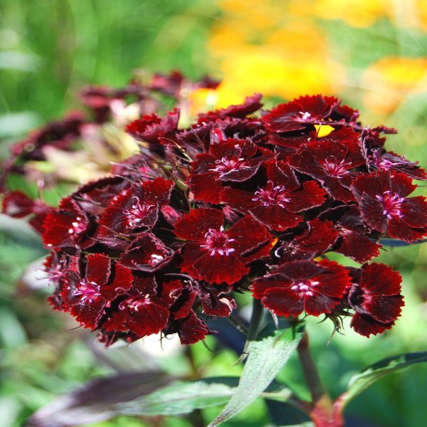 SWEET WILLIAM - Image 2