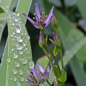 SWERTIA CHIRAITA