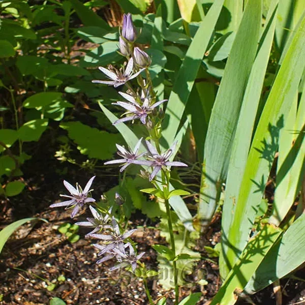 SWERTIA CHIRAITA - Image 4