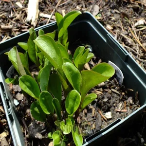 SWERTIA CHIRAITA