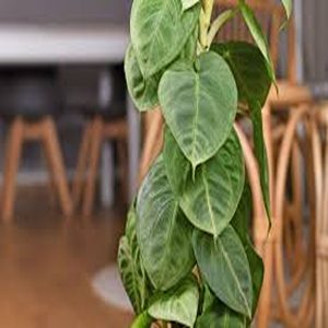 PHP-SYNGONIUM MACROPHYLLUM