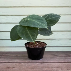 PHP-SYNGONIUM MACROPHYLLUM