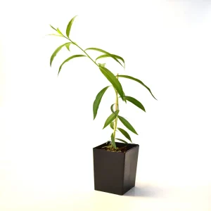 SALIX BABYLONICA