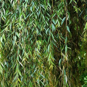 SALIX BABYLONICA