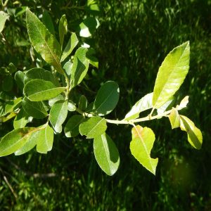 SALIX SPECIES