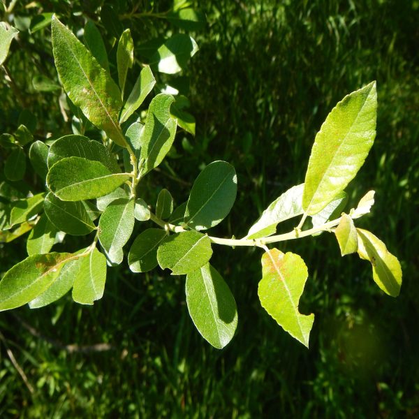 SALIX SPECIES