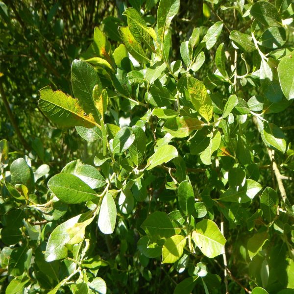 SALIX SPECIES - Image 3