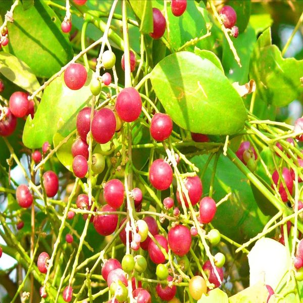SALVADORA PERSICA - Image 4