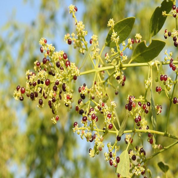 SALVADORA PERSICA - Image 2