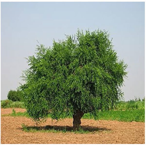 SALVADORA PERSICA - Image 3