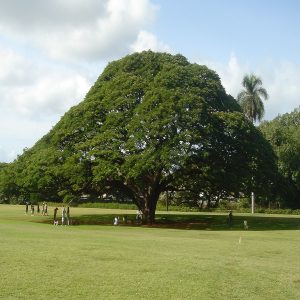 SAMANEA SAMAN