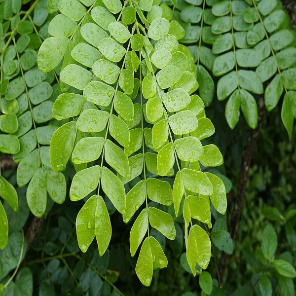 SAMANEA SAMAN - Image 2