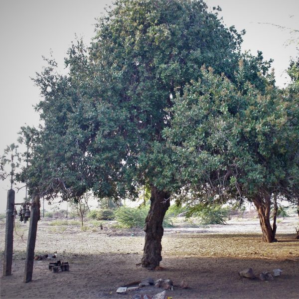 SAPINDUS EMARGINATUS