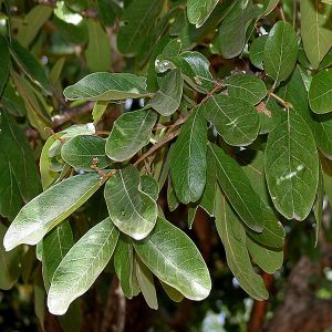 SAPINDUS EMARGINATUS
