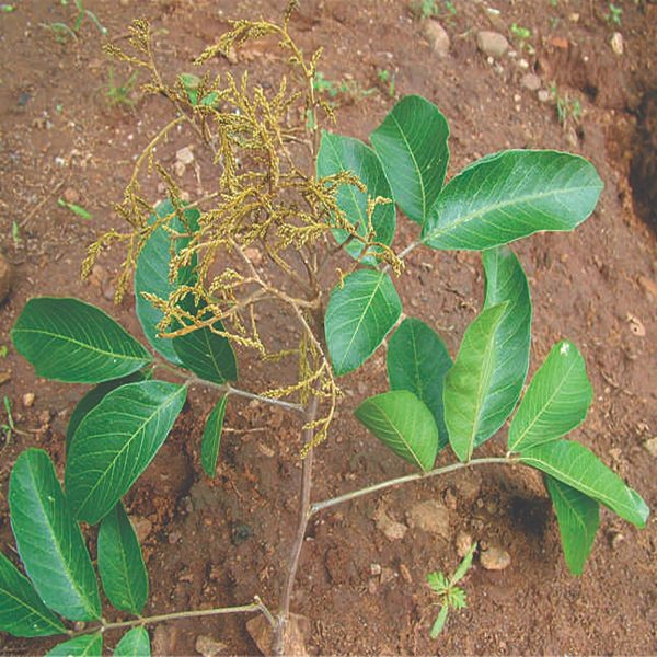 SAPINDUS EMARGINATUS - Image 4