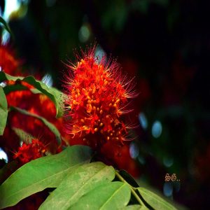 SARACA INDICA