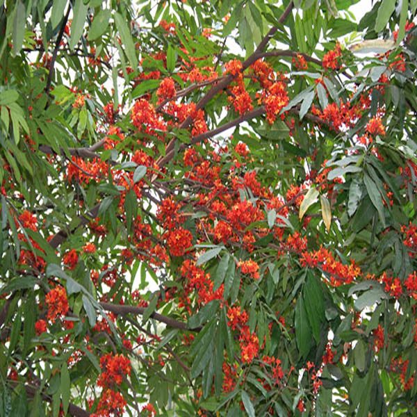 SARACA INDICA - Image 3