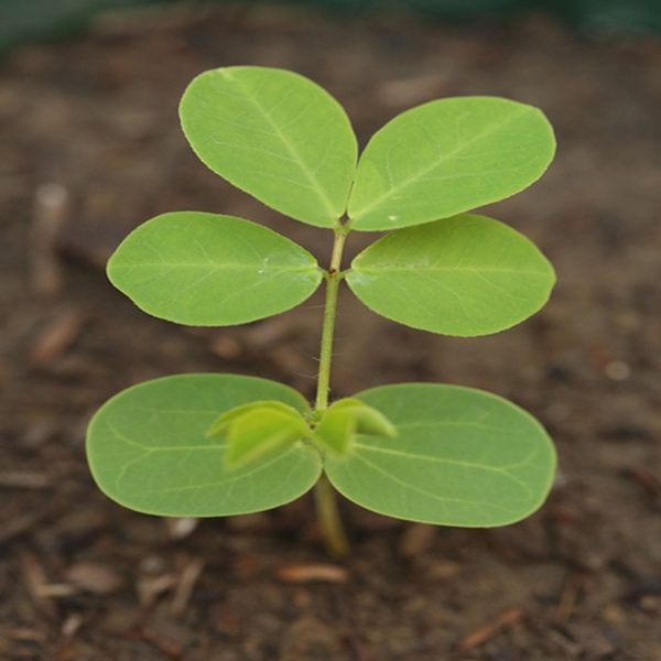 SENNA SPECTABILIS