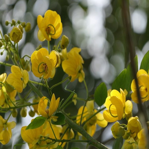 SENNA SPECTABILIS - Image 3