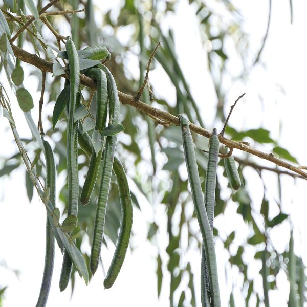 SENNA SPECTABILIS - Image 4