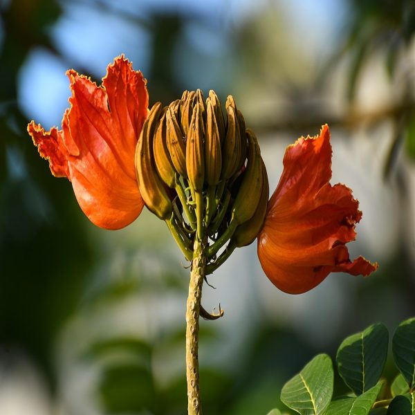 SPATHODEA CAMPANULATA - Image 7