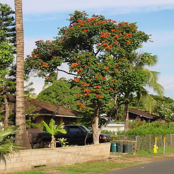 SPATHODEA CAMPANULATA - Image 4