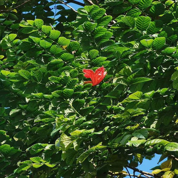 SPATHODEA CAMPANULATA - Image 6