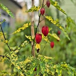 ABUTILON VARIEGATUM