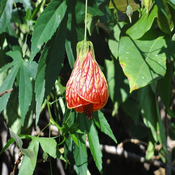ABUTILON VARIEGATUM - Image 3