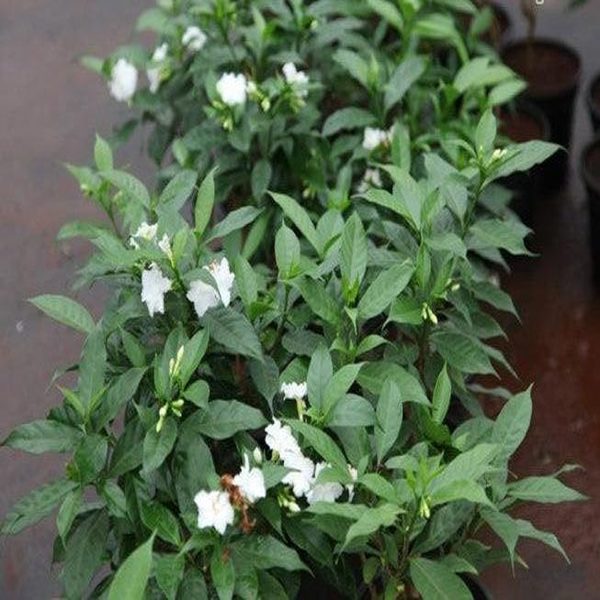 TABERNAEMONTANA CORONARIA FLORE - Image 3