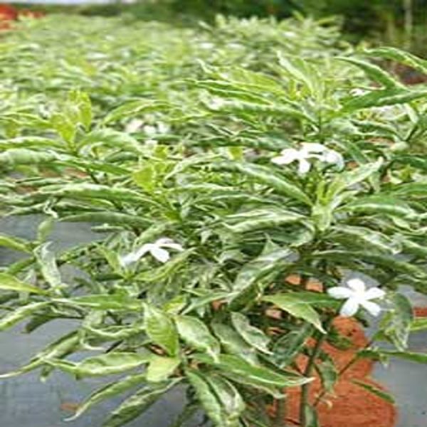 TABERNAEMONTANA CORONARIA VARIEGATA - Image 3