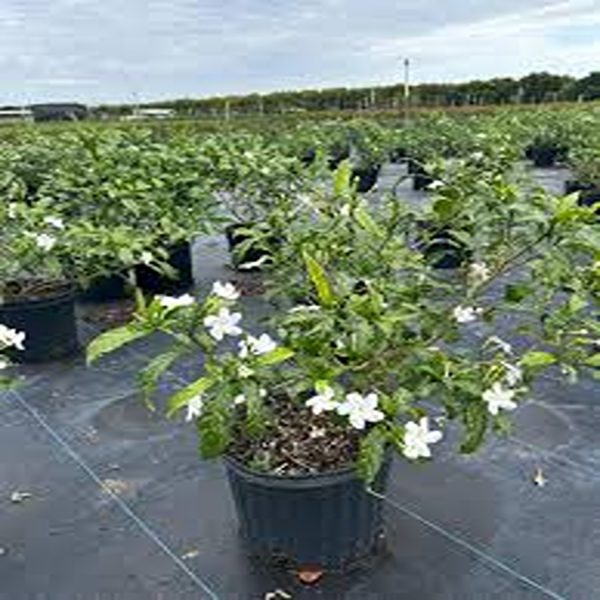 TABERNAEMONTANA CORONARIA WHITE WING - Image 3