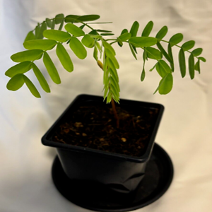 TAMARINDUS INDICA