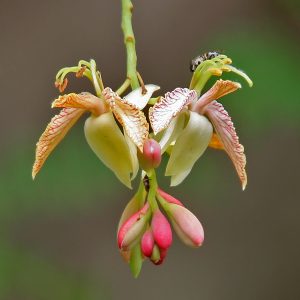 TAMARINDUS INDICA