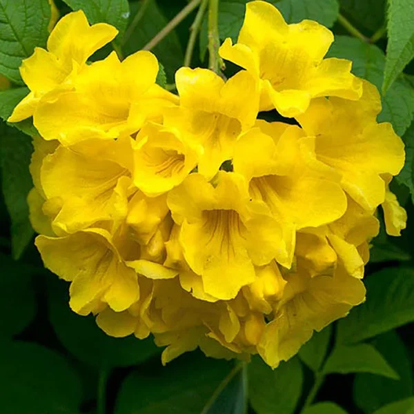 TECOMA GAUDICHAUDI - Image 2