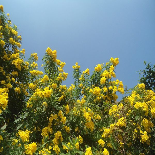 TECOMA STANS - Image 5