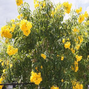 TECOMA STANS
