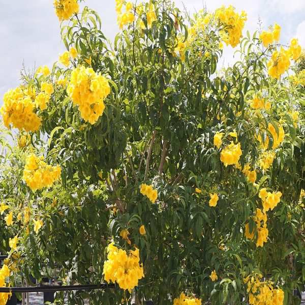 TECOMA STANS - Image 2