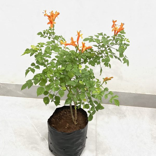 TECOMARIA CAPENSIS