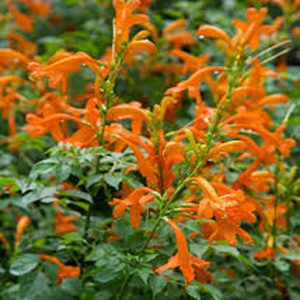 TECOMARIA CAPENSIS