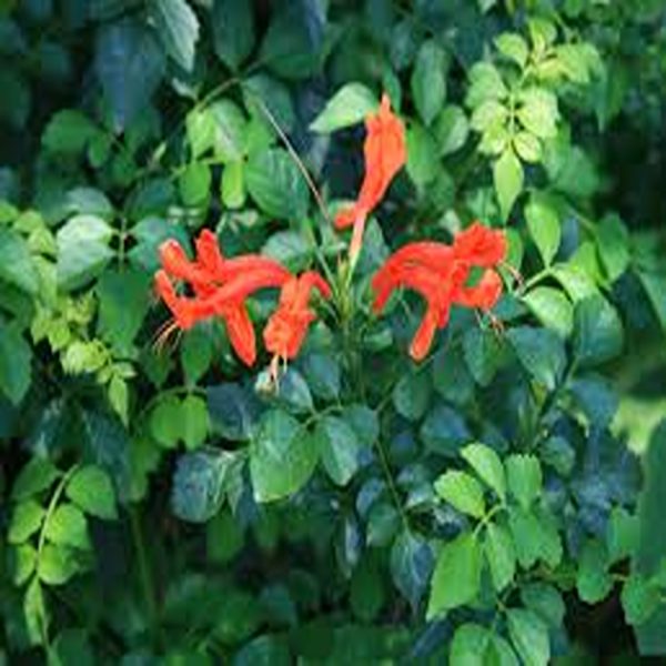 TECOMARIA CAPENSIS - Image 3