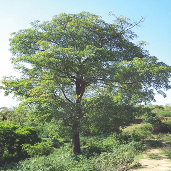 TERMINALIA BELLERICA - Image 4