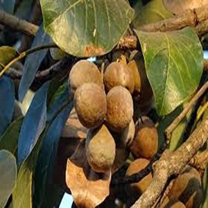 TERMINALIA BELLERICA