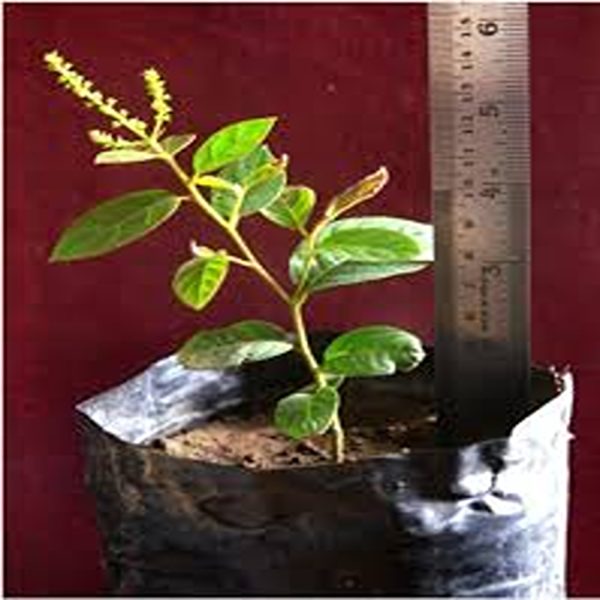 TERMINALIA BELLERICA