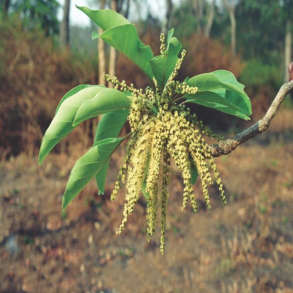 TERMINALIA BELLERICA - Image 3