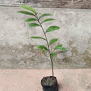 TERMINALIA CHEBULA