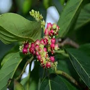 TERMINALIA CHEBULA